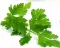 Seme za Peršun - lisnati domaći - Petroselinum crispum (Mill) Nym. 213 - thumbnail 1