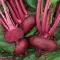 Seme - Cvekla egipatska - Beta vulgaris L. var. conditiva 257 - thumbnail 1