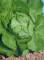 Seme - Zelena salata Atrakcija -  Lactuca sativa L. 355 - thumbnail 1