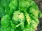 Seme - Zelena salata ljubljanska ledenka -  Lactuca sativa L. 354 - thumbnail 1