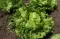Seme - Zelena salata dalmatinska ledenka -  Lactuca sativa L. 361 - thumbnail 1