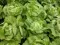 Seme - Zelena salata majska kraljica -  Lactuca sativa L. 379 - thumbnail 1