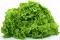 Seme - Salata Bionda a cuore pieno  -  Cichorium endivia L. 430 - thumbnail 1