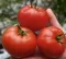 Seme za Paradajz Sent Pjer - Solanum lycopersicum L. 522 - thumbnail 1