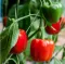Paprika Babura - Kalifornijsko čudo - seme - Capsicum annuum L. 569 - thumbnail 1
