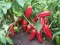 Paprika Kurtovska kapija - seme - Capsicum annuum L. 570 - thumbnail 1