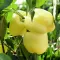 Paprika Žuta babura - Šorokšari - seme - Capsicum annuum L. 574 - thumbnail 1