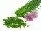 Vlašac - seme - Allium shoenoprasum L. 599 - thumbnail 1