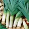 Praziluk karentan - seme - Allium porrum L. 614 - thumbnail 1