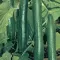 Seme za Krastavac dugi zeleni Marketer - Cucumis sativus L. 621 - thumbnail 1