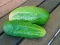 Seme za Kornišone - pariski kornišon - Cucumis sativus L. 637 - thumbnail 1