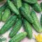 Seme za Krastavčiće Levina - Cucumis sativus L. 673 - thumbnail 1