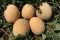 Dinja Ananas - seme - Cucumis melo L. 750 - thumbnail 1