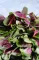 Francuski spanać - seme - Atriplex hortensis 1083 - thumbnail 1