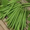 Seme - Boranija top crop - Phaseolus vulgaris L. 80g SE 1734 - thumbnail 1