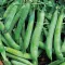 Seme za Grašak kelvedon - Pisum sativum L. 100g - thumbnail 1