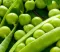 Seme za Grašak mali provansalac - Pisum sativum L. 200g - thumbnail 1