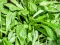 Seme za Matovilac ljubljanski - Valerianella locusta 455 - thumbnail 1