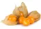 Seme za začinsko bilje -  Peruanska jagoda - Physalis peruviana 1075 - thumbnail 1