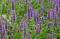 Začinsko bilje - seme - Korejska nana - Agastache rugosa 1085 - thumbnail 1