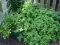Pitoma nana - Mentha piperita - seme 1087 - thumbnail 1