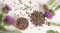 Sikavica - Silybium marianum - seme 1088 - thumbnail 1