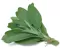 Žalfija - Salvia officinalis - seme 1093 - thumbnail 1