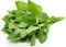 Matičnjak - Melissa officinalis L. - seme 1120 - thumbnail 1