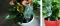 Sistem za zalivanje cveća G.F Garden Aquaflora Holiday Basic 6340 041698 - thumbnail 1