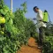 Leđna prskalica za biljke Di Martino Garden 22 003568 - thumbnail 1