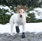 Trixie Zaštitne cipele za pse Walker Active XS-S 19461 - thumbnail 1