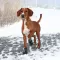 Trixie Zaštitne cipele za pse Walker Active M-L 19464 - thumbnail 1