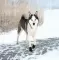 Trixie Zaštitne cipele za pse Walker Active L 19465 - thumbnail 1