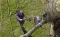 Gardena Teleskopske makaze za grane StarCut 410 plus GA 12001-20 - thumbnail 1