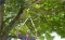 Gardena Makaze za grane EasyCut 680 B GA 12003-20 - thumbnail 1