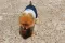 NunaNai pets odelce za pse plavo S/M - thumbnail 1