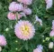 Seme Lepa Kata Princes - roze - Callistephus chinensis 2277 - thumbnail 1