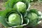 Povrće - seme - Kupus Ditmar - Brassica oleracea var. capitata L.- 31  - thumbnail 1