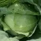 Povrće - seme - Kupus Slava - Brassica oleracea var. capitata L.- 42 - thumbnail 1