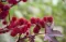 Seme - Ricinus - 1091 - thumbnail 1