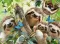 Ravensburger Puzzle 500 delova - Lenjivci prave selfi 14790 - thumbnail 1