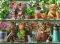 Ravensburger Puzzle 500 delova -  Mačke na polici 14824 - thumbnail 1