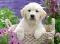 Ravensburger Puzzle 500 delova -  Slatki zlatni retriver 14829 - thumbnail 1