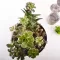 Zen plitka saksija 27cm siva - thumbnail 1