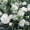 Seme za Karanfil šabo - beli - Dianthus caryophyllus 3225/6 - thumbnail 2