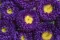 Seme Lepa Kata Princes - plava - Callistephus chinensis 2275 - thumbnail 2