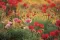 Seme za cveće Baštenski Mak - Papaver Somniferum 4504 - thumbnail 2