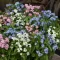Cveće Spomenak - mešavina - seme Myosotis alpestris 4359 - thumbnail 2