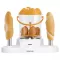 SENCOR Aparat za Hot Dog SHM 4220  - thumbnail 2