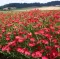 Seme za cveće Ukrasni lan - crveni - Linum grandiflorum Rubrum 3895 - thumbnail 2